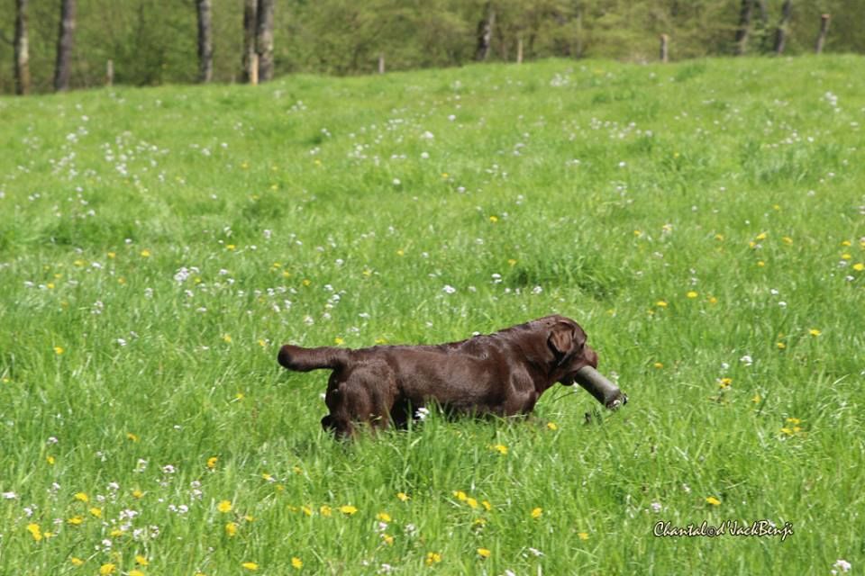 TR. Helsy-choco du vallon de la licorne