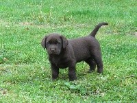 Magnifique chiot mâle chocolat