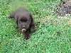 Magnifique chiot mâle chocolat