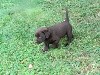 Magnifique chiot mâle chocolat